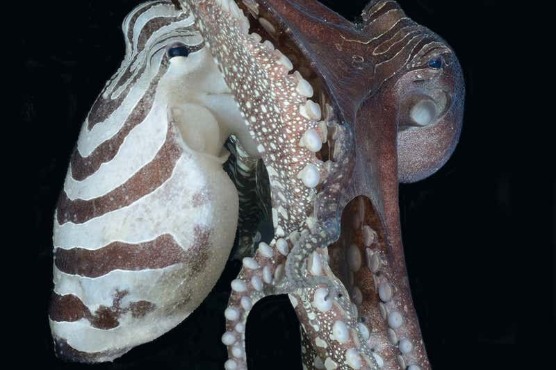 New Scientist Default Image